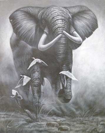 Canvas Elephant