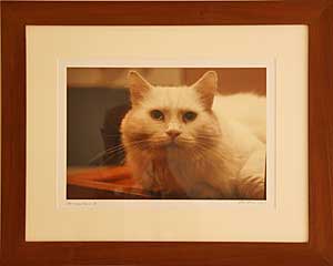 Framed Cat